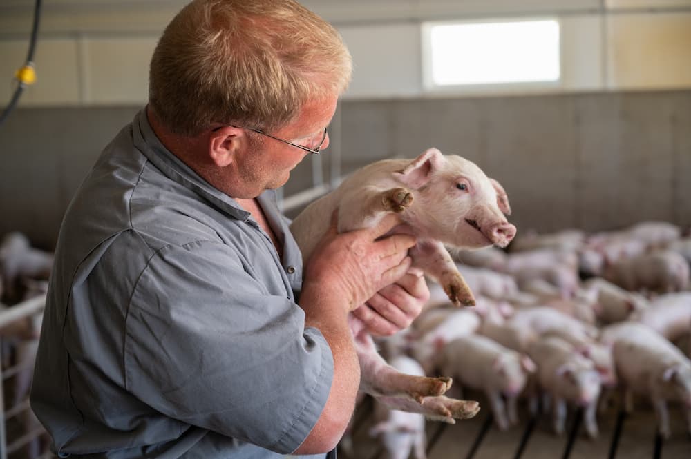 Farmer holds young pig inside barn